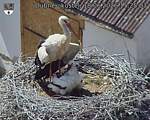 Capi_Dubne_20260618_152503.jpg