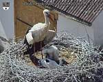 Capi_Dubne_20260618_153004.jpg