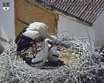 Capi_Dubne_20260618_153502.jpg