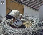 Capi_Dubne_20260618_154003.jpg