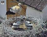 Capi_Dubne_20260618_155002.jpg