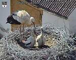 Capi_Dubne_20260618_160002.jpg