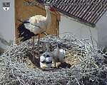 Capi_Dubne_20260618_161003.jpg