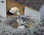 Capi_Dubne_20260618_162003.jpg
