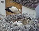 Capi_Dubne_20260618_162502.jpg