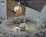 Capi_Dubne_20260618_170505.jpg