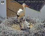 Capi_Dubne_20260618_173004.jpg