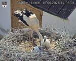 Capi_Dubne_20260618_173505.jpg