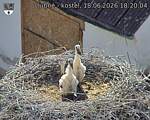Capi_Dubne_20260618_182004.jpg