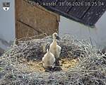 Capi_Dubne_20260618_182504.jpg