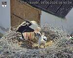 Capi_Dubne_20260618_184004.jpg