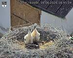 Capi_Dubne_20260618_184504.jpg