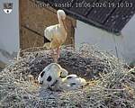 Capi_Dubne_20260618_191003.jpg