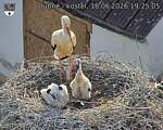 Capi_Dubne_20260618_192505.jpg