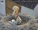 Capi_Dubne_20260618_193003.jpg