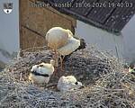 Capi_Dubne_20260618_194003.jpg