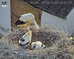 Capi_Dubne_20260618_194505.jpg