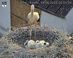 Capi_Dubne_20260618_200504.jpg