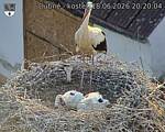 Capi_Dubne_20260618_202004.jpg