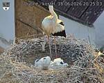 Capi_Dubne_20260618_202503.jpg