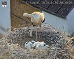 Capi_Dubne_20260618_203005.jpg