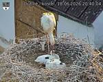 Capi_Dubne_20260618_204004.jpg