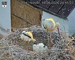 Capi_Dubne_20260618_204503.jpg