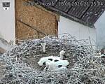 Capi_Dubne_20260618_212504.jpg