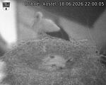 Capi_Dubne_20260618_220005.jpg