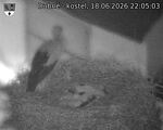 Capi_Dubne_20260618_220503.jpg
