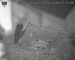 Capi_Dubne_20260618_221004.jpg
