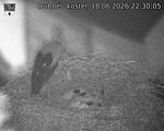 Capi_Dubne_20260618_223005.jpg