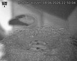 Capi_Dubne_20260618_225004.jpg
