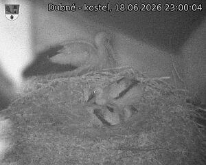 Capi_Dubne_20260618_230004.jpg (1350&nbsp;x&nbsp;1080)