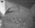 Capi_Dubne_20260618_232504.jpg