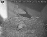 Capi_Dubne_20260619_000505.jpg