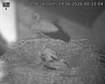 Capi_Dubne_20260619_001004.jpg
