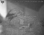 Capi_Dubne_20260619_011504.jpg
