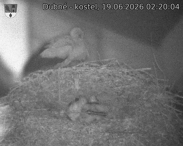 Capi_Dubne_20260619_022004.jpg (1350&nbsp;x&nbsp;1080)
