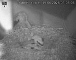 Capi_Dubne_20260619_030505.jpg
