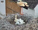Capi_Dubne_20260619_050005.jpg