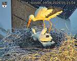 Capi_Dubne_20260619_052504.jpg