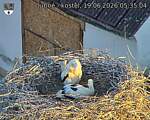 Capi_Dubne_20260619_053504.jpg