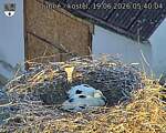 Capi_Dubne_20260619_054004.jpg