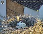 Capi_Dubne_20260619_054504.jpg