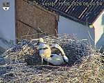 Capi_Dubne_20260619_060004.jpg