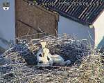Capi_Dubne_20260619_060505.jpg