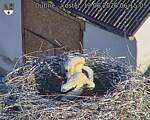 Capi_Dubne_20260619_061505.jpg