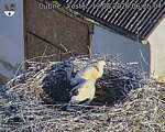 Capi_Dubne_20260619_062504.jpg
