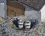 Capi_Dubne_20260619_070005.jpg